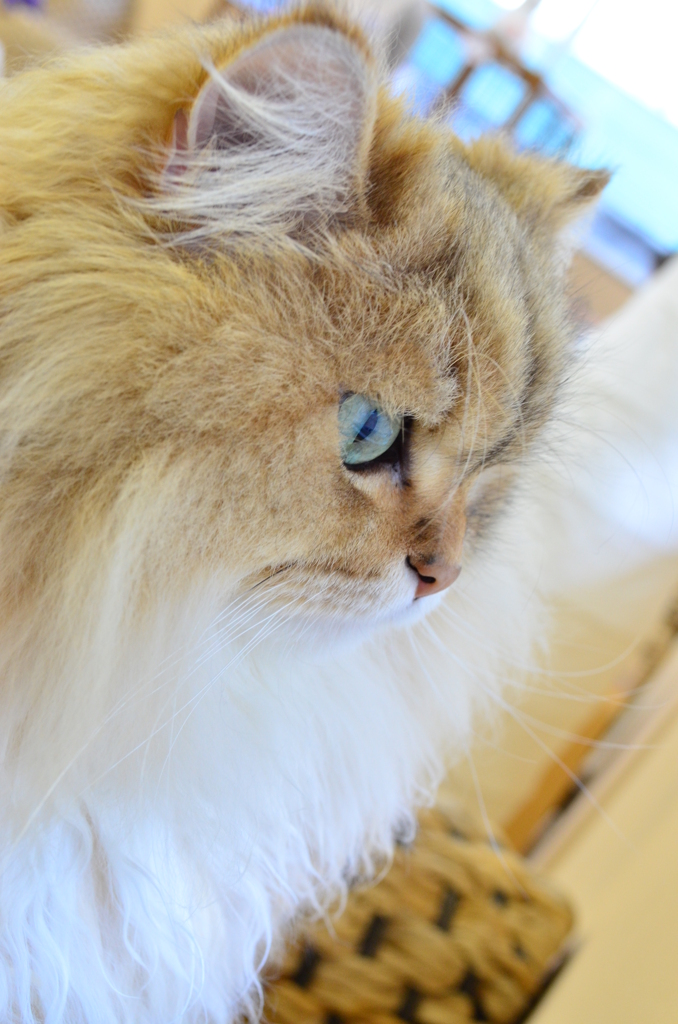 ねこ