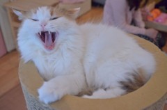 猫カフェ
