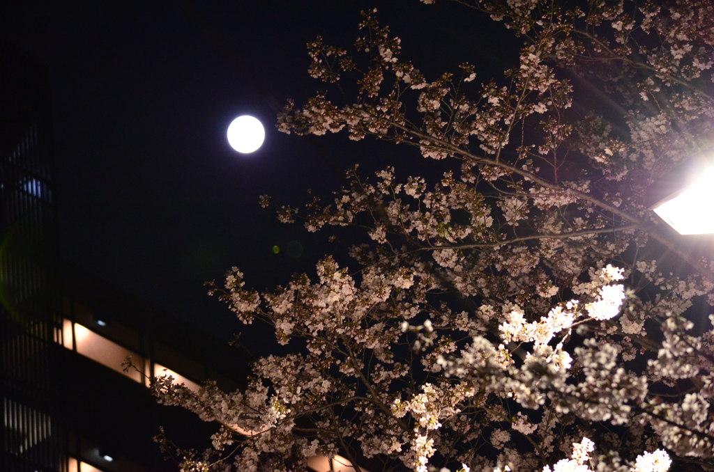 夜桜