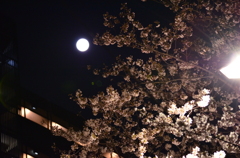 夜桜