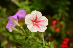 お花さん