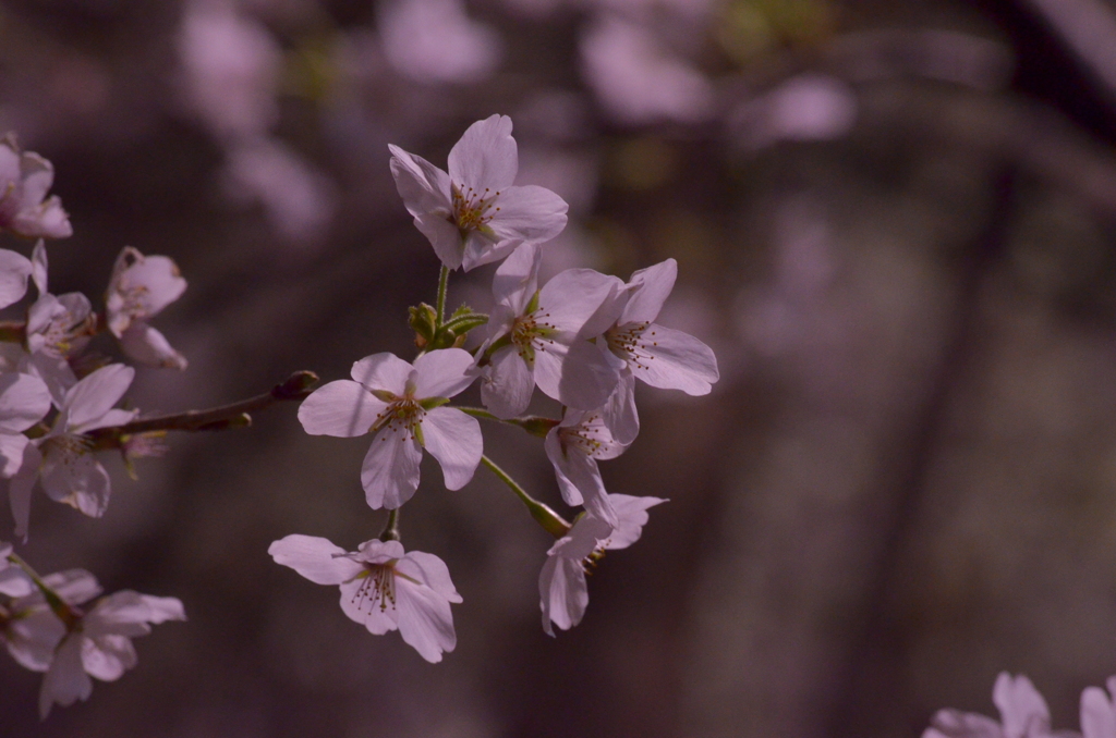 夜桜