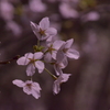 夜桜