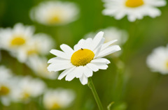 お花