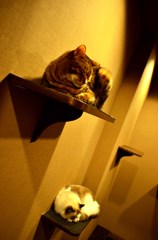 二段猫