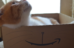 猫カフェにて