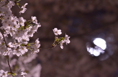 夜桜