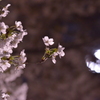 夜桜