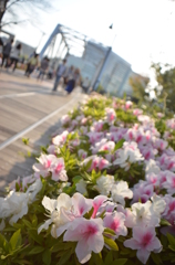 横浜に咲くお花