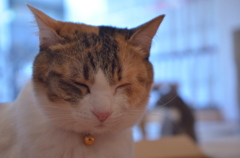 猫カフェ