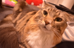 にゃんこあっぷ