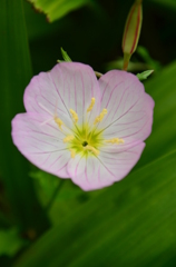 お花