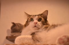 Σ(ﾟдﾟlll)のにゃんこ