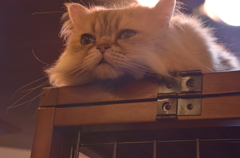 ねこかふぇ