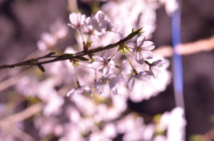 夜桜