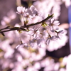 夜桜