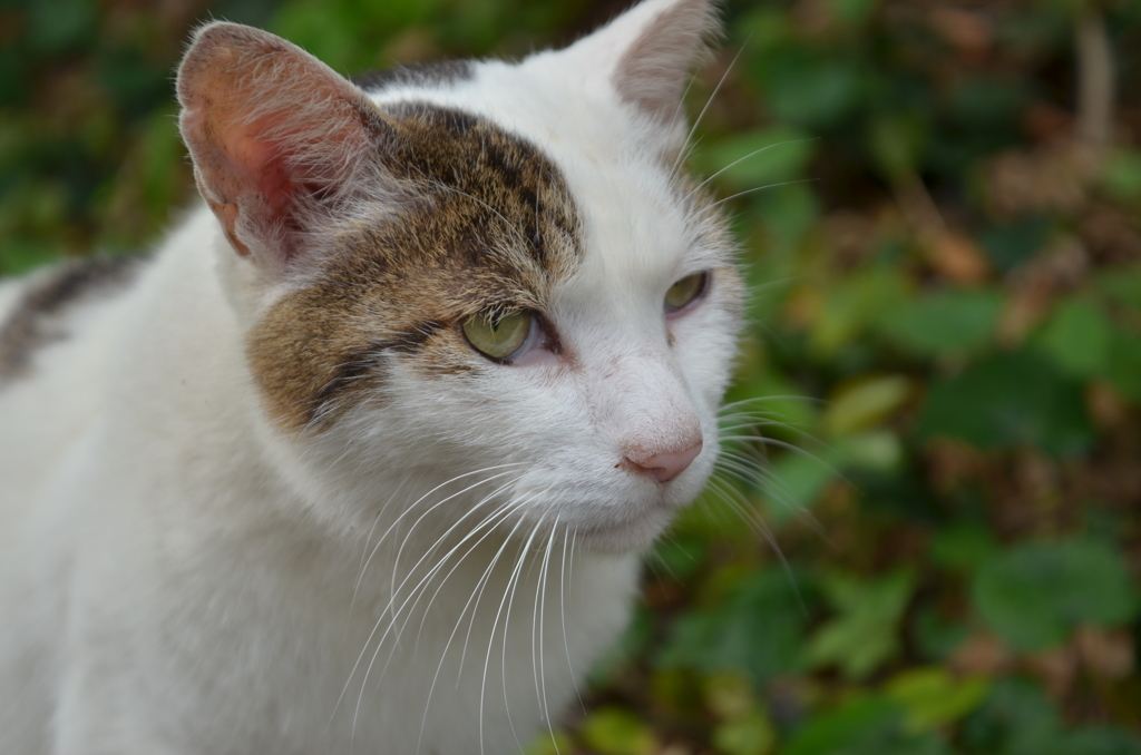 ねこさん