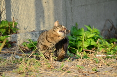 耳痒い！