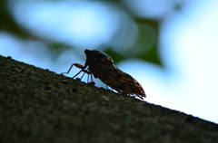 natu_0022