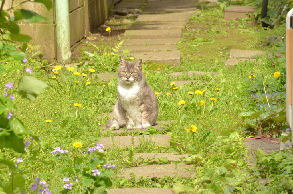 野良猫