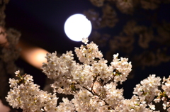 夜桜