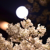 夜桜
