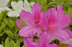 ハチとお花