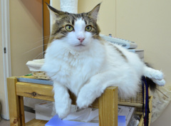 ねこ