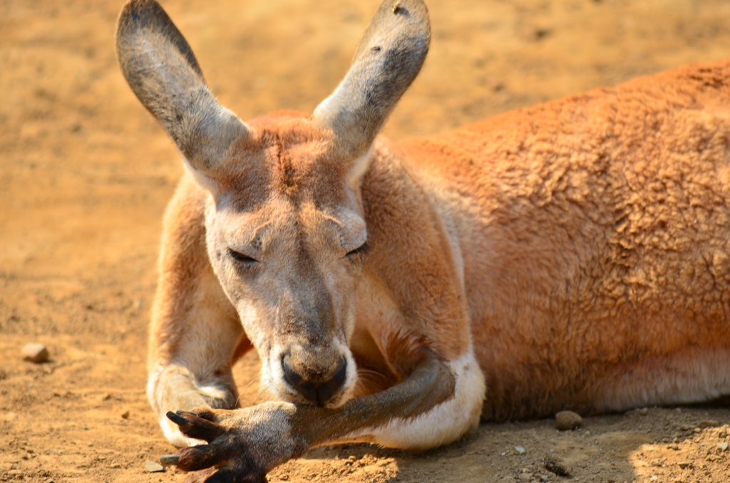 カンガルー