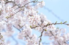 sakura