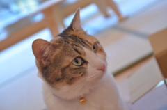 猫カフェ