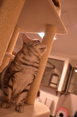 見上げるねこ