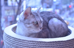 猫カフェ