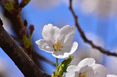 sakura