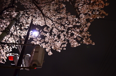信号と夜桜