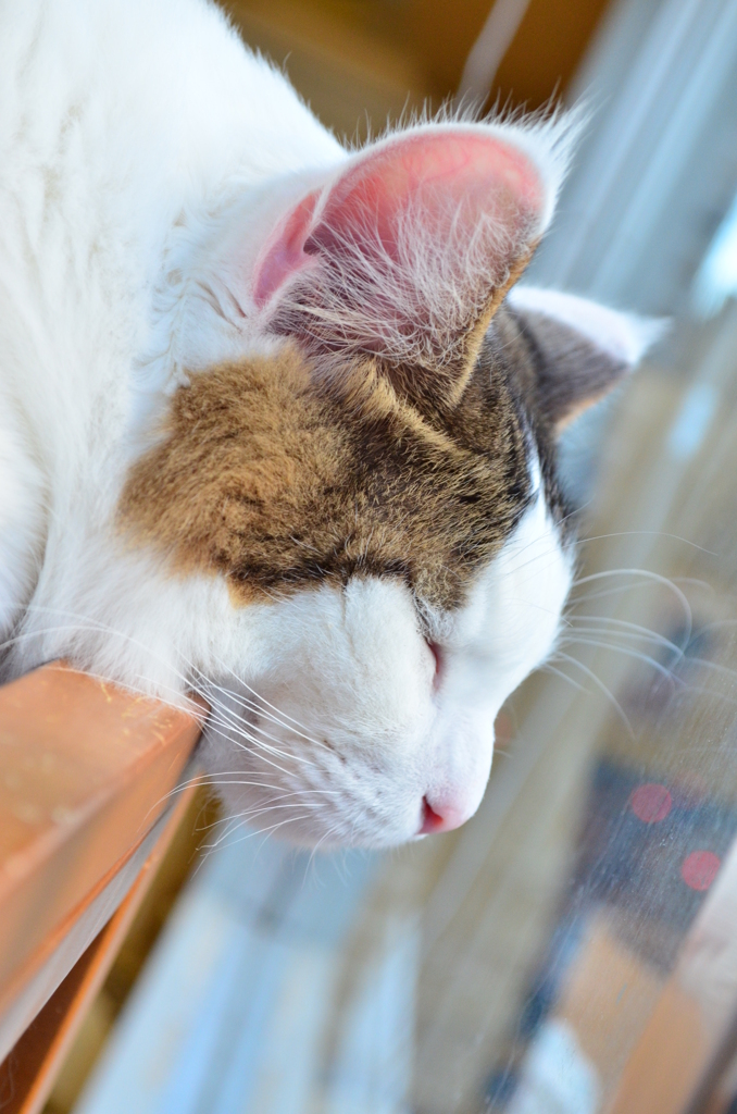 ねこ