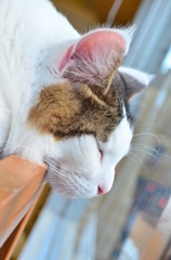 ねこ