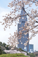 sakura