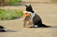 ぎゅー