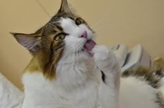 ねこ