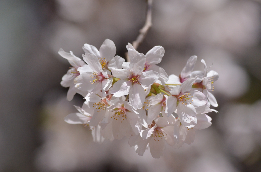 sakura
