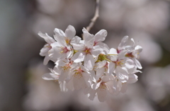 sakura