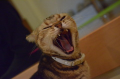 猫カフェ