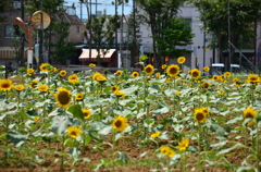natu_0026