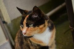 ねこさん