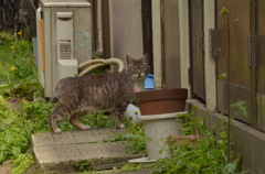野良猫