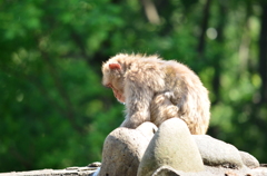多摩動物公園　お猿さん