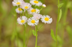 お花