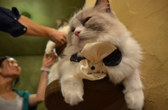 猫カフェ01