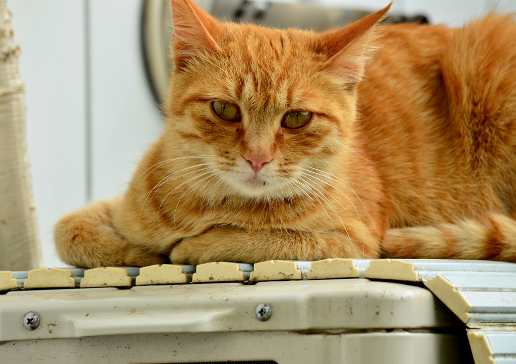 のらねこ